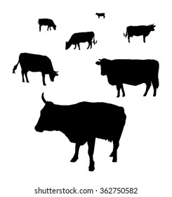 Silhouette of cows grazing on a field.