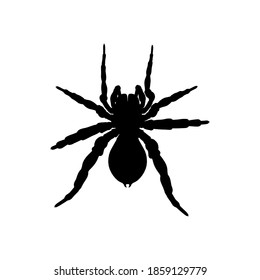 Silhouette creepy spider on white background