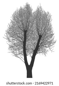 Silhouette Of A Cropped Tree On A White Background. Vector Realistic Black And White Illustration Of A Poplar After Pruning.