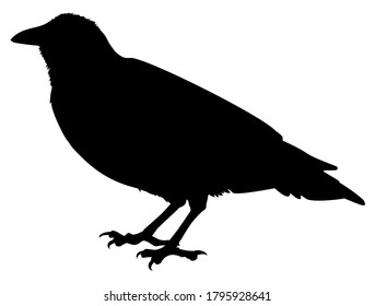 silhouette of a crow bird vector illustration