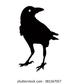 silhouette of a crow in different positions. vector illustration