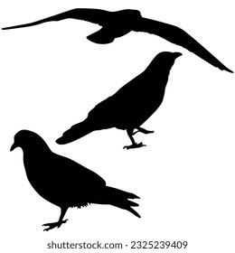 Silhouette of a crow, a gull, and a pigeon