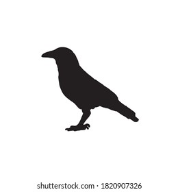 silhouette of a crow. vector flat illustration