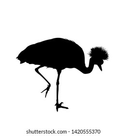 Silhouette of crowned crane walking. Vector illustration isolated on white background