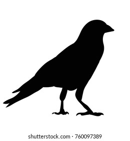 silhouette of crows, birds