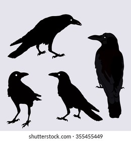 silhouette of a crows in different positions. vector illustration. black ravens on grey. Isolated. rook illustration.