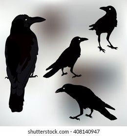 silhouette of a crows in different positions. vector illustration. vector outline of raven. rook silhouettes. 