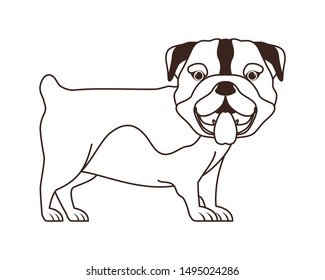 silhouette of cute bulldog ingles dog on white background