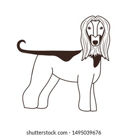 silhouette of cute galgo afgano dog on white background