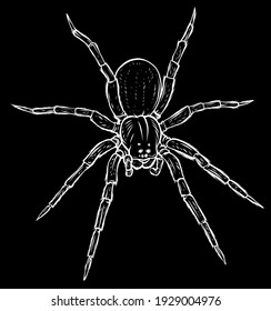 silhouette Cute spider cartoon vector illustration graphics art