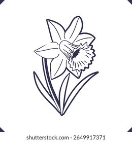 Silhouette of a daffodil with trumpet-shaped corona and pointed petals, line art floral silhouette vector