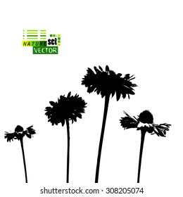 silhouette daisies. Vector