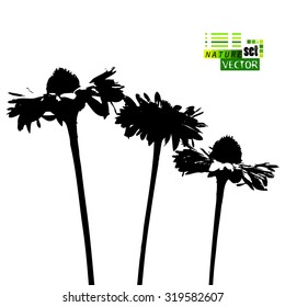 silhouette daisies. Vector