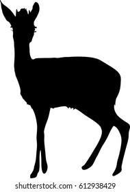 Silhouette of a damara dik dik, hand drawn vector illustration isolated on white background