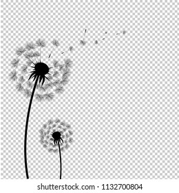 Silhouette Dandelion Isolated Transparent Background, Vector Illustration