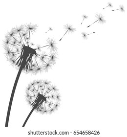 Silhouette of a dandelion on a white background