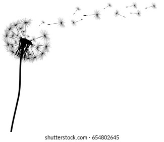 Silhouette of a dandelion on a white background