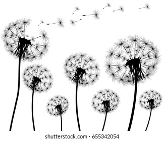 Silhouette of a dandelion on a white background