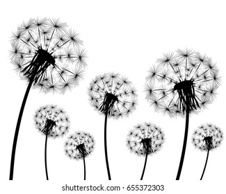 Silhouette of a dandelion on a white background