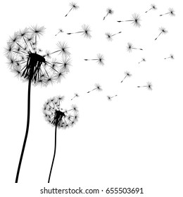 Silhouette of a dandelion on a white background