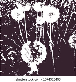 Silhouette of dandelions. Side view. Several white flowers on a dark background. The meadow is strewn with airy dandelion seeds. Vector. Isolated illustration.