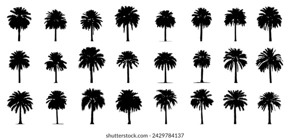 silhouette of date palm tree.