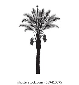 A silhouette of a date palm tree with fruits on a white background