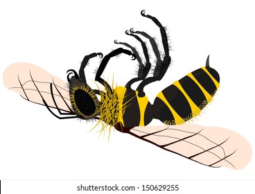Silhouette of of dead honey bee on a white background.
