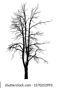 Silhouette of dead old tree on white background