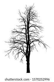 Silhouette of dead old tree on white background