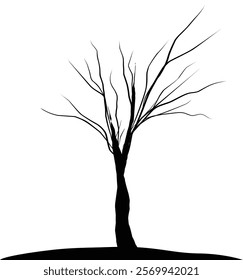 Silhouette dead tree or dry tree on white background with clipping path