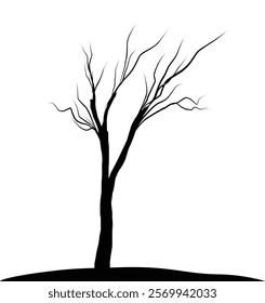 Silhouette dead tree or dry tree on white background with clipping path