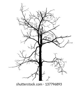 Silhouette of dead tree without leaves