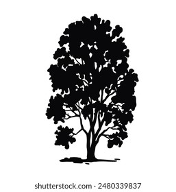 Silhouette of a deciduous Birch tree. black illustration