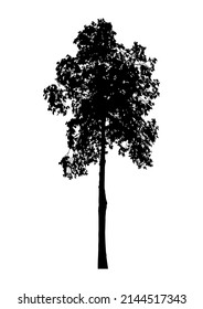 Silhouette of deciduous tree on white background.