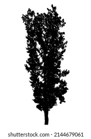 Silhouette of deciduous tree on white background.