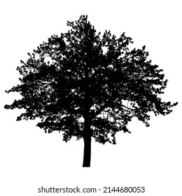Silhouette of deciduous tree on white background.