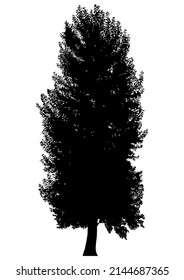 Silhouette of deciduous tree on white background.