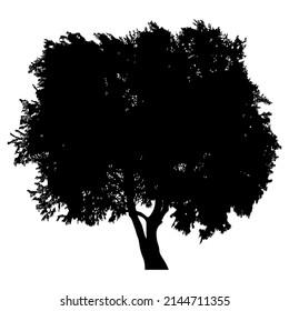 Silhouette of deciduous tree on white background.
