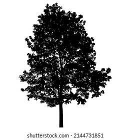 Silhouette of deciduous tree on white background.