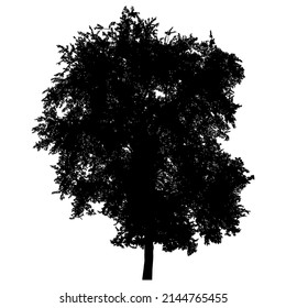 Silhouette of deciduous tree on white background.