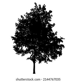 Silhouette of deciduous tree on white background.