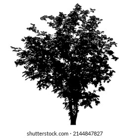 Silhouette of deciduous tree on white background.