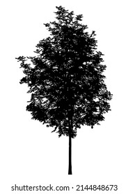 Silhouette of deciduous tree on white background.