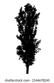 Silhouette of deciduous tree, poplar tree on white background.