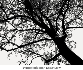 A silhouette of a deciduous tree in winter
