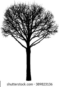 silhouette of a deciduous tree in the winter