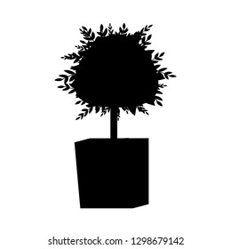 Silhouette of decorative trimming tree in flowerpot. Silhouette of bush in a pot