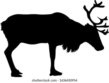 Silhouette deer with great antler on white background