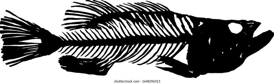 Silhouette of a desiccated fish-bone. Vector illustration.